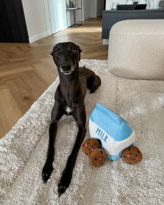 Krásny Dior s hračkou od nás 🍪💙