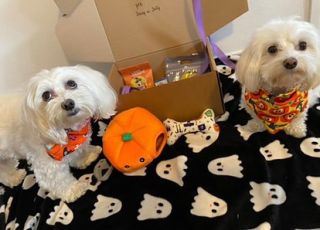 Daisy a Dolly s Halloween boxom od nás. Tieto dve krásavice sú naše najvernejšie zákazníčky 🧡🧡 Ďakujeme za dôveru 🧡