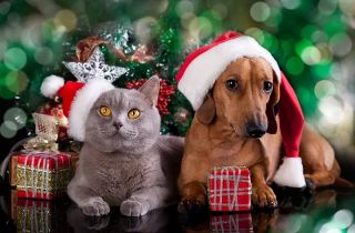 🎄VIANOČNÁ SÚŤAŽ🎄 Vyhraj box pre svojho miláčika (psík či mačička) plný parádnych vecičiek Podmienky: 1. Dať follow na našu...